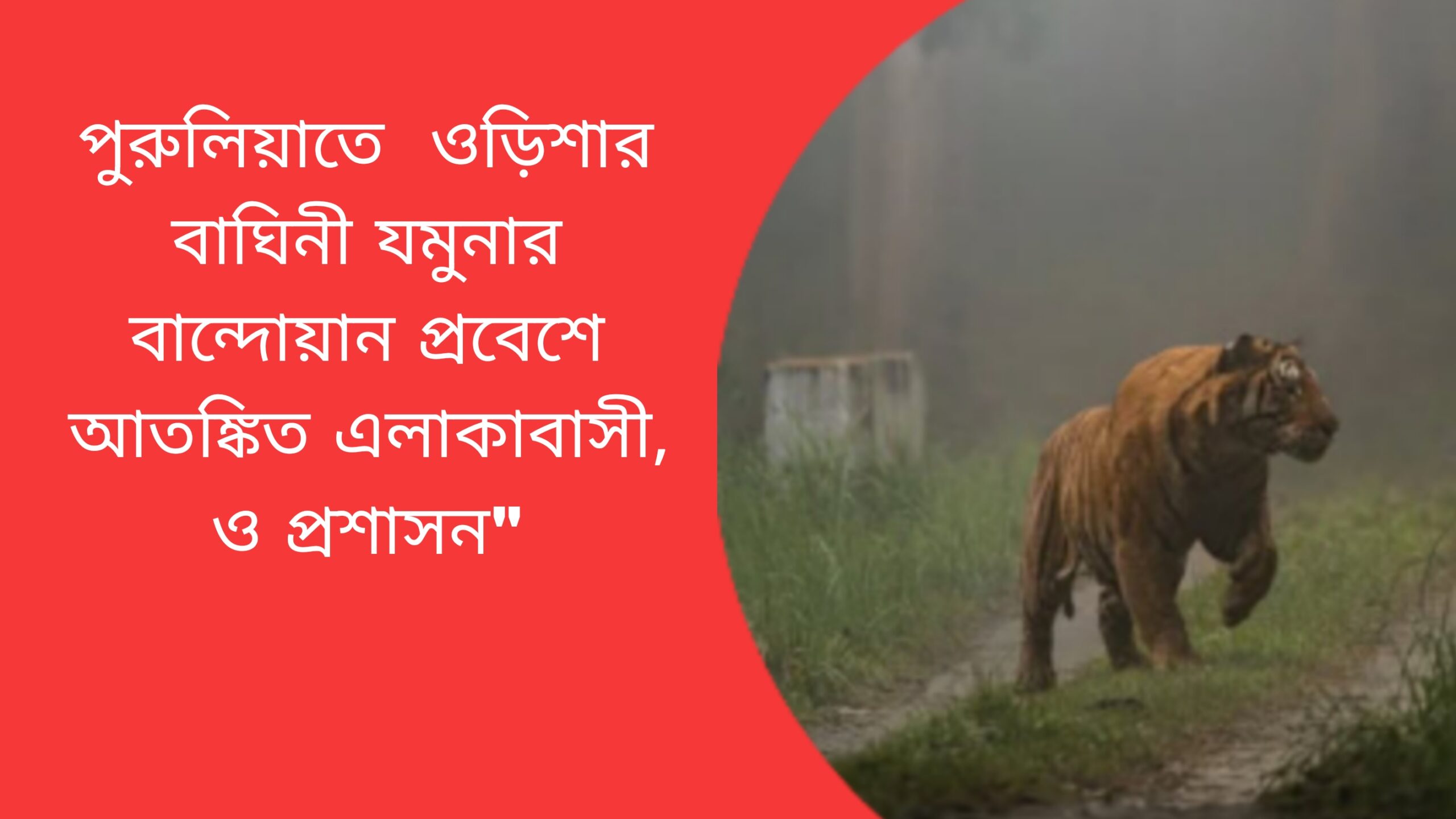 পুরুলিয়াতে ওড়িশার বাঘিনী যমুনার বান্দোয়ান প্রবেশে আতঙ্কিত এলাকাবাসী, ও প্রশাসন"
